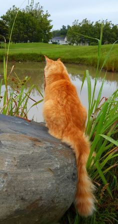 an orange cat sitting on top of a rock next to a body of water and grass