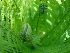 the green leaves are growing in the forest