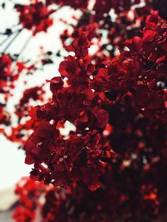 red flowers are blooming on the branches of a tree