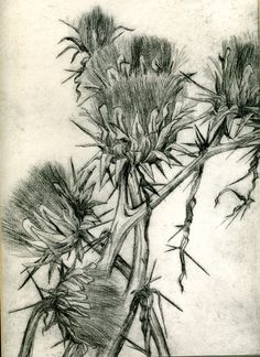 a pencil drawing of a thistle plant