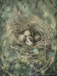 a bird's nest with four eggs in it