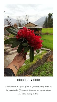 a person holding up a red flower in front of a green field with mountains behind it