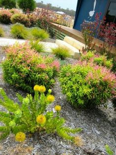 some plants and flowers in front of a building