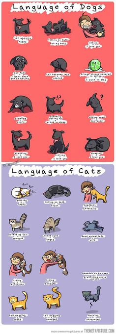 the language of cats is shown in this cartoon