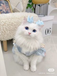 a white cat with blue eyes and a tiara sitting in front of a chair