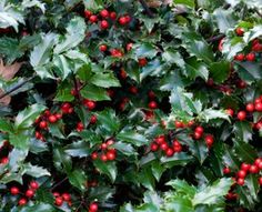 holly with red berries and green leaves