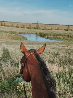 a brown horse standing on top of a lush green field next to a river and grass covered field