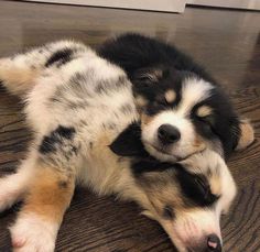 a black and white dog laying on top of a wooden floor