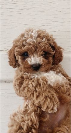 a small brown dog sitting on top of a wooden floor next to a white wall