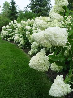 white hydrangeas line the side of a grassy path in front of trees and bushes