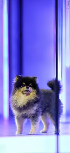 a small dog standing on top of a floor next to a tall pole in front of a purple wall