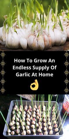 garlic growing in the garden with text overlay how to grow an endless supply of garlic at home