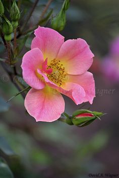 a pink flower with yellow stamen and green leaves in the foreground, on a blurred background