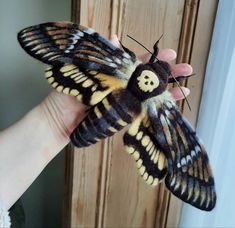 a butterfly that is sitting on someone's hand