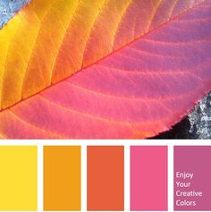 an orange and yellow leaf is shown in this color scheme