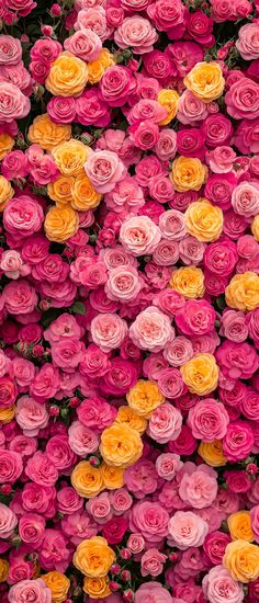 many pink and yellow roses are arranged in the shape of a flower garden or wall