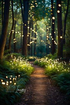 the path in the woods is lit up with fairy lights