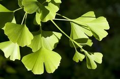 green leaves are hanging from the tree branch