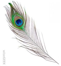 an image of a peacock feather on a white background