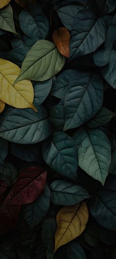 many different colored leaves on top of each other in the same color as they appear to be green, yellow, and red