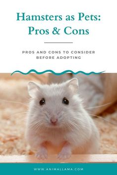 hamsters as pets pros and cons cover image with text overlaying it