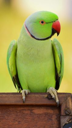 a green parrot sitting on top of a wooden box with its beak open and eyes wide open