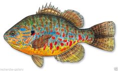 a colorful fish with spots on it's body and head is shown in this drawing