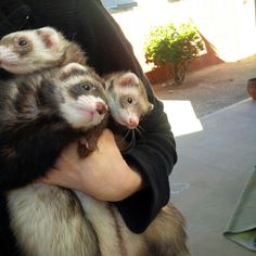 two ferrets are being held in the arms of someone who is holding them