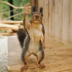 a small squirrel standing on its hind legs