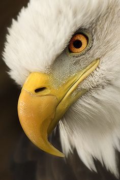 an eagle's head is shown with orange eyes and yellow beak, looking to the side