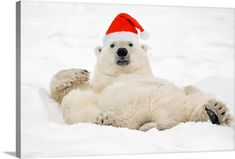 a polar bear laying in the snow wearing a santa hat