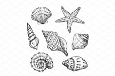 seashells and starfish clipart set, hand drawn in ink on white paper