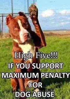 a brown and white dog standing on top of a grass covered field next to a sign that says high five if you support maximum penalty for dog