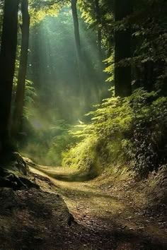 the sun shines through the trees on a dirt path in the woods with green foliage