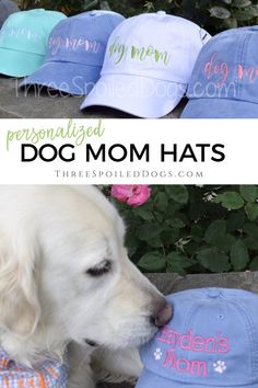 a white dog chewing on a blue hat with the words, personalized dog mom hats