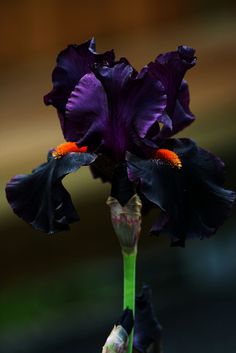 a purple flower with orange stamens in the center is shown on an instagram page