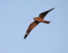 a bird flying in the sky with it's wings spread