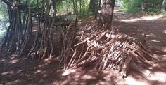 a pile of sticks sitting in the middle of a forest