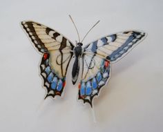 a blue and white butterfly sitting on top of a table