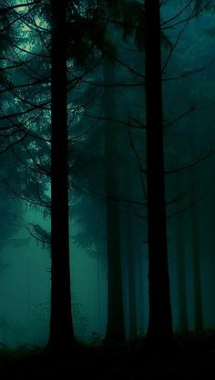 a dark forest filled with lots of trees covered in fog and bright green light at night