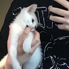 a person holding a small white cat in their lap and petting it's face