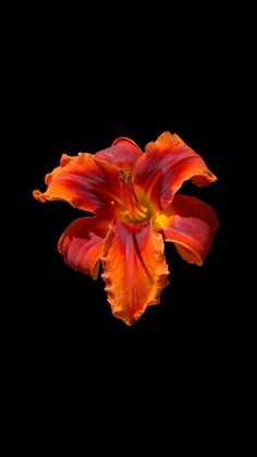 an orange and red flower on a black background