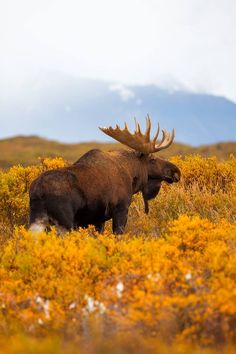 a large moose standing on top of a lush green field covered in yellow flowers and grass