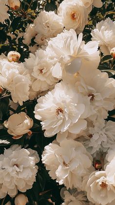 large white flowers are blooming in the garden