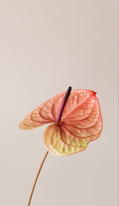 Cats Flowers, Hd Flower Wallpaper, Anthurium Flower, Book Illustration Art, Cat Flowers, Iphone Homescreen Wallpaper, Iphone Wallpaper Photos, Watercolor Wallpaper, Beautiful Flowers Wallpapers