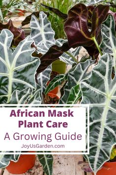 the african mask plant care guide is shown in front of potted plants with text overlay