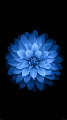 a blue flower is shown in the dark