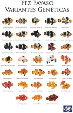 an image of various types of clownfishs in different colors and sizes, with the words