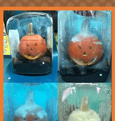 there are four pumpkins in glass jars