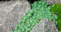 green plants growing between two large rocks